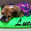 Cama Perro Puff